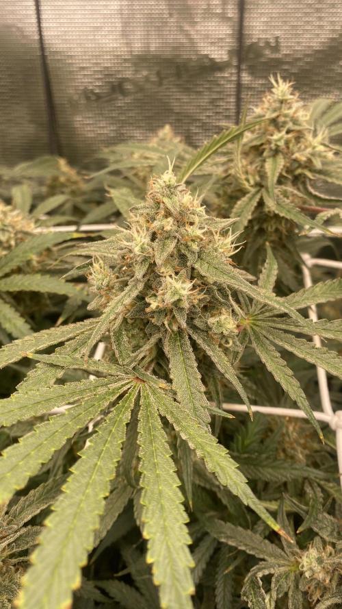 Blue Dream - Barneys farm - FC3000evo. Week 15 - day 53 - 4/1/2025