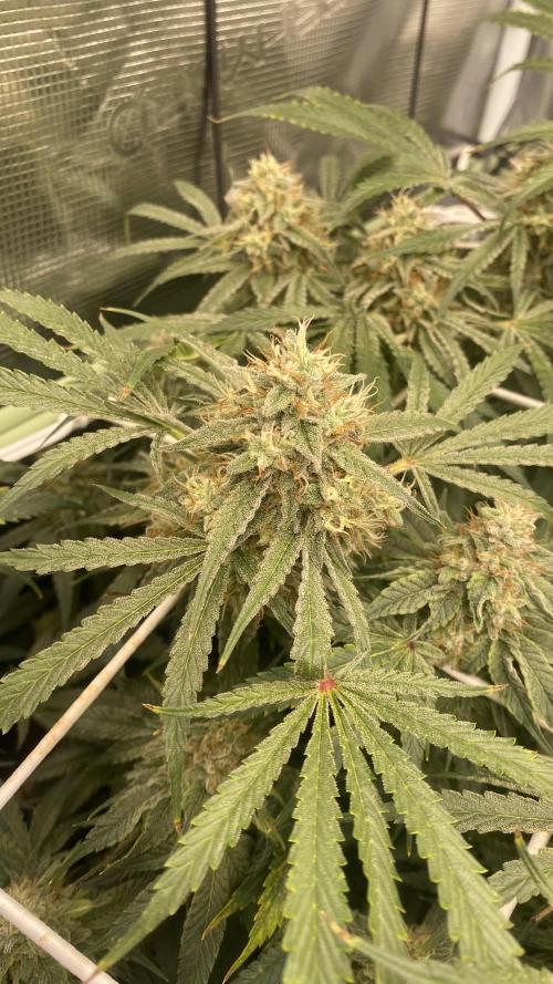 Blue Dream - Barneys farm - FC3000evo. Week 15 - day 53 - 4/1/2025