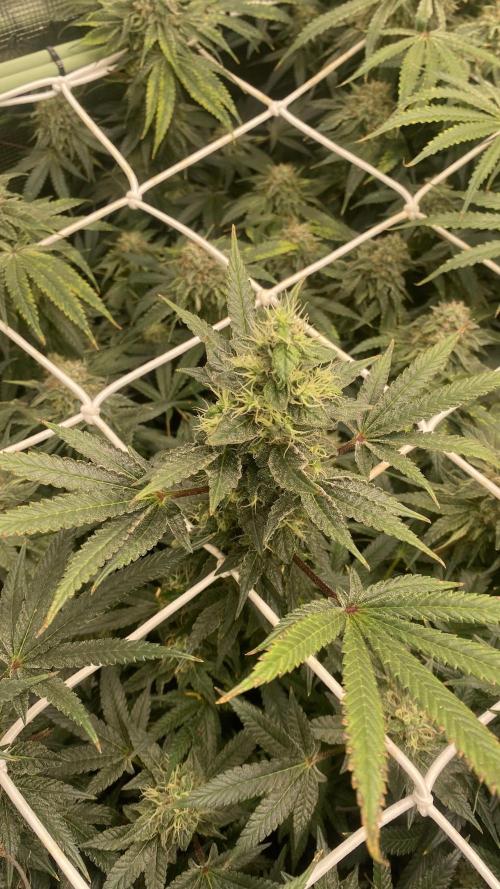 Blue Dream - Barneys farm - FC3000evo. Week 15 - day 53 - 4/1/2025