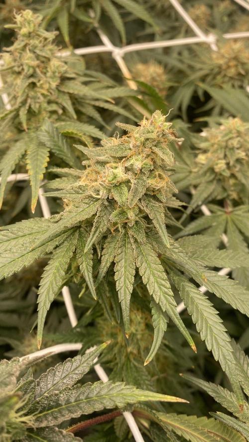 Blue Dream - Barneys farm - FC3000evo. Week 15 - day 53 - 4/1/2025