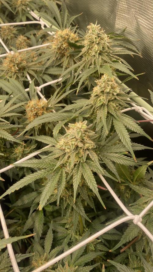 Blue Dream - Barneys farm - FC3000evo. Week 15 - day 53 - 4/1/2025