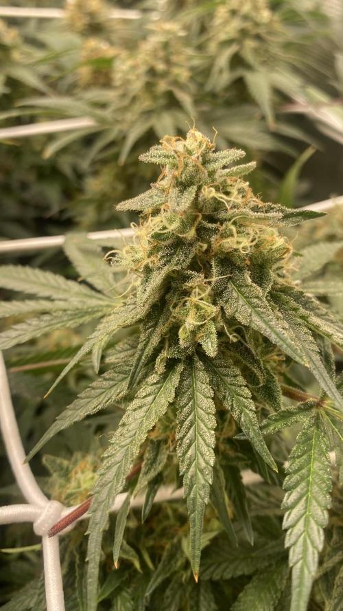 Blue Dream - Barneys farm - FC3000evo. Week 15 - day 53 - 4/1/2025