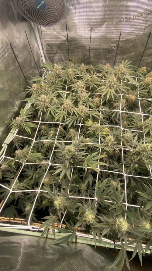 Blue Dream - Barneys farm - FC3000evo. Week 15 - day 53 - 4/1/2025