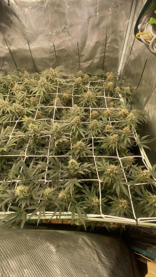 Blue Dream - Barneys farm - FC3000evo. Week 15 - day 53 - 4/1/2025