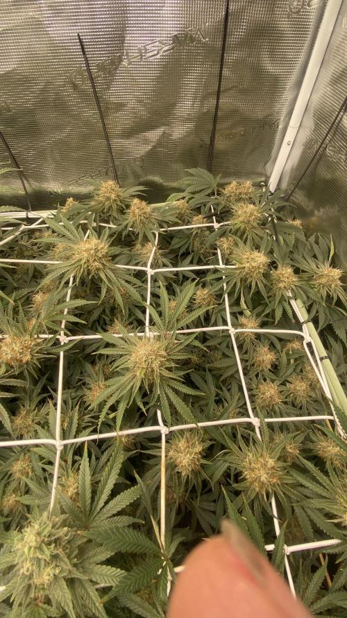 Blue Dream - Barneys farm - FC3000evo. Week 15 - day 53 - 4/1/2025