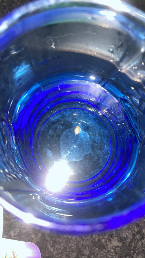 Eternity Growcup 2026 - Sticky Broccoli. Week 0 - 7/1/2026