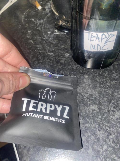 Mentha De Croco - TerpyZ. Mutant. Week 0