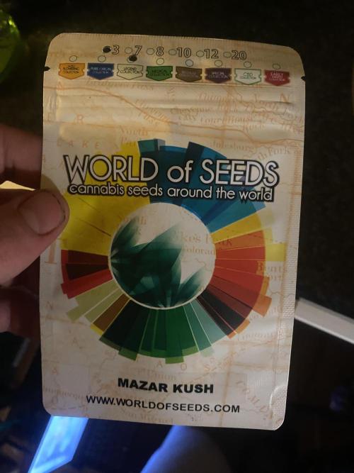 Mazar Kush - World Of Seeds. Week 0