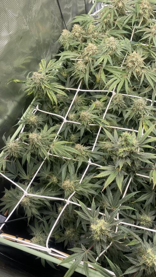 Blue Dream - Barneys farm - FC3000evo. Week 16 - day 58 - 9/1/2026