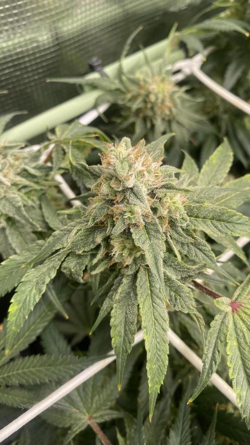 Blue Dream - Barneys farm - FC3000evo. Week 16 - day 58 - 9/1/2026