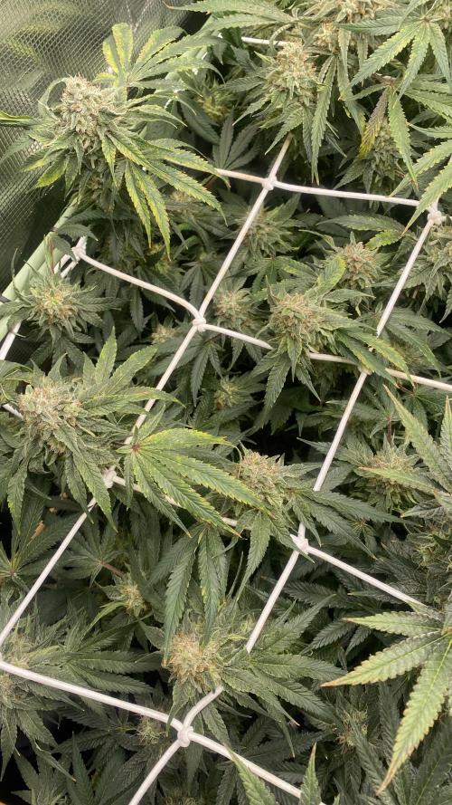 Blue Dream - Barneys farm - FC3000evo. Week 16 - day 58 - 9/1/2026