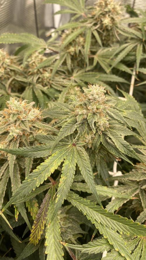 Blue Dream - Barneys farm - FC3000evo. Week 16 - day 58 - 9/1/2026