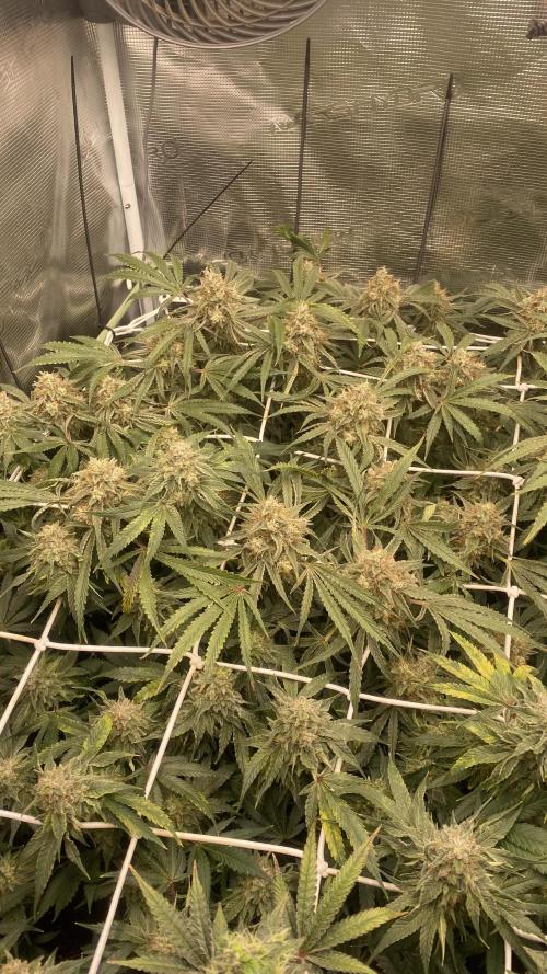 Blue Dream - Barneys farm - FC3000evo. Week 16 - day 58 - 9/1/2026