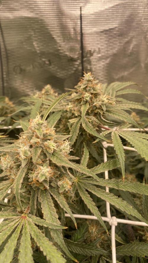 Blue Dream - Barneys farm - FC3000evo. Week 16 - day 58 - 9/1/2026