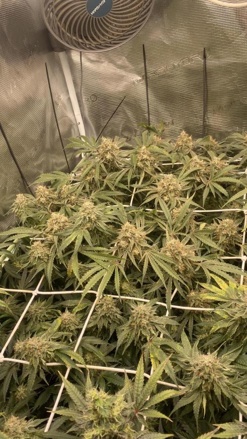 Blue Dream - Barneys farm - FC3000evo. Week 16 - day 58 - 9/1/2026