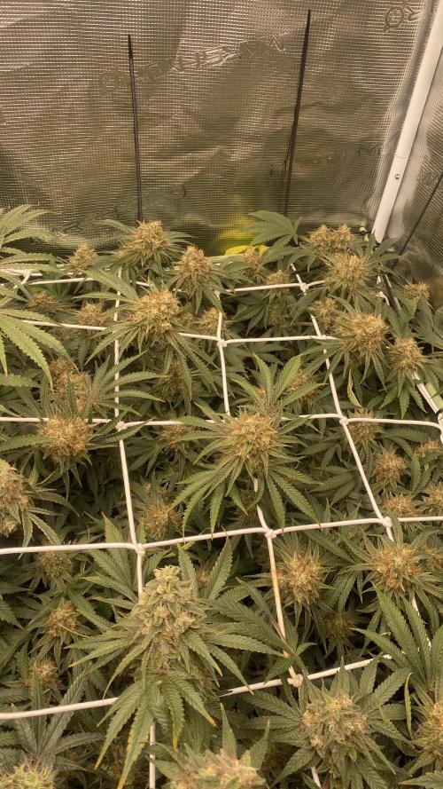 Blue Dream - Barneys farm - FC3000evo. Week 16 - day 58 - 9/1/2026