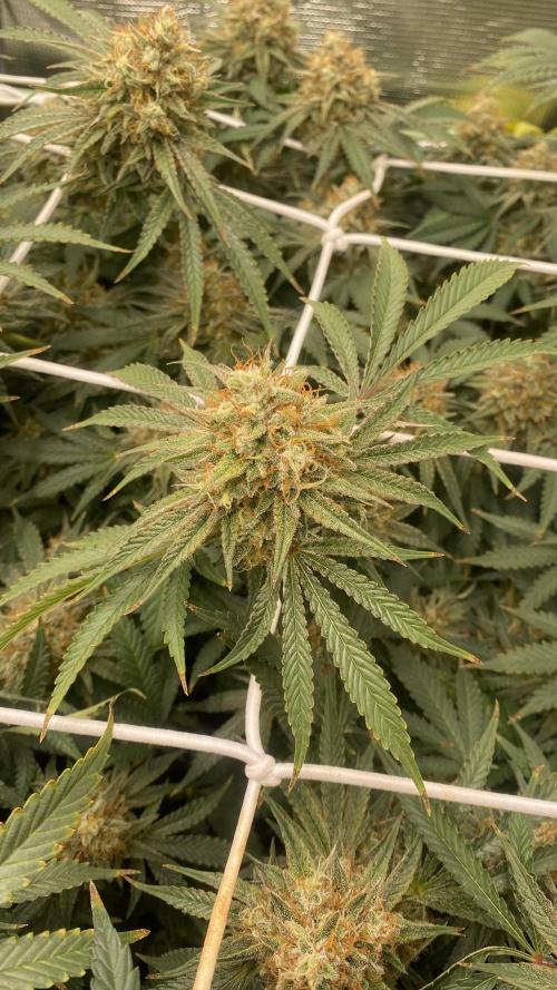 Blue Dream - Barneys farm - FC3000evo. Week 16 - day 58 - 9/1/2026