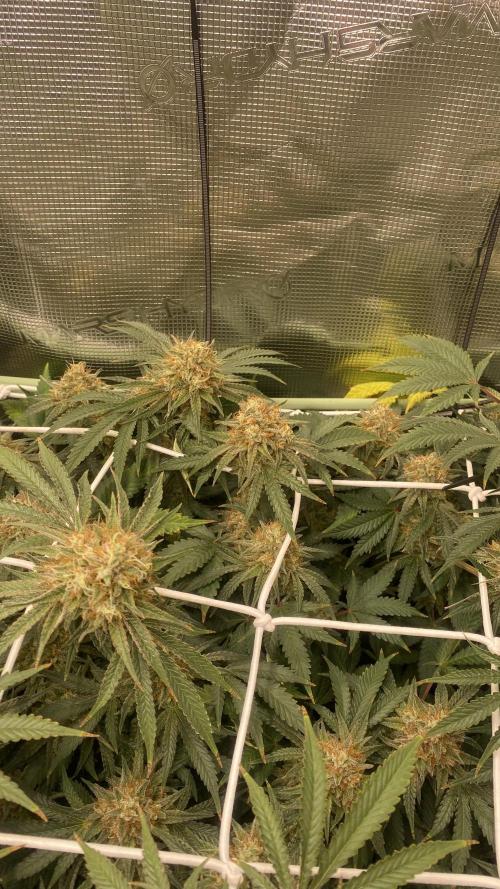 Blue Dream - Barneys farm - FC3000evo. Week 16 - day 58 - 9/1/2026