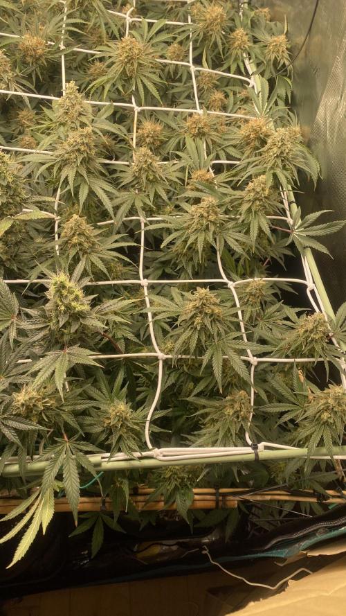 Blue Dream - Barneys farm - FC3000evo. Week 16 - day 58 - 9/1/2026