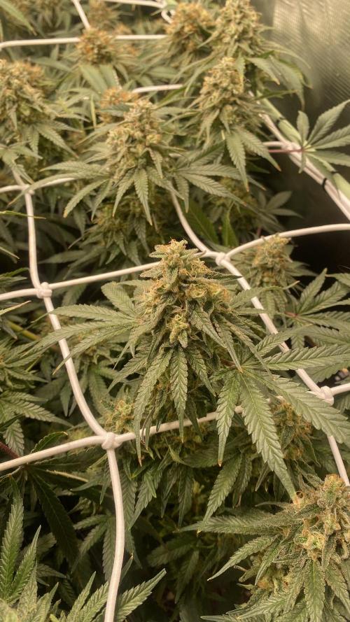 Blue Dream - Barneys farm - FC3000evo. Week 16 - day 58 - 9/1/2026