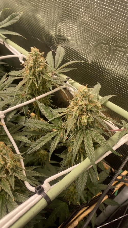 Blue Dream - Barneys farm - FC3000evo. Week 16 - day 58 - 9/1/2026