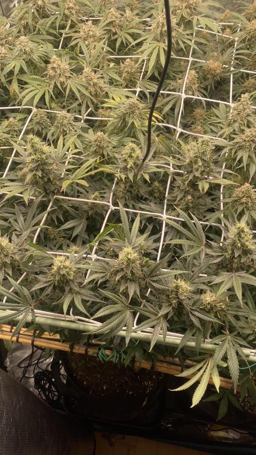 Blue Dream - Barneys farm - FC3000evo. Week 16 - day 58 - 9/1/2026