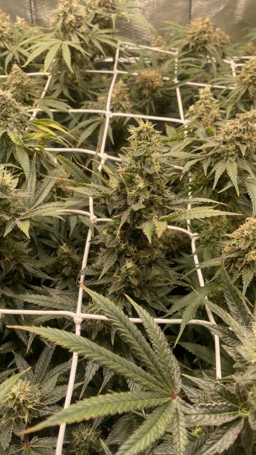 Blue Dream - Barneys farm - FC3000evo. Week 16 - day 58 - 9/1/2026