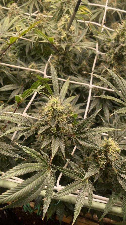 Blue Dream - Barneys farm - FC3000evo. Week 16 - day 58 - 9/1/2026