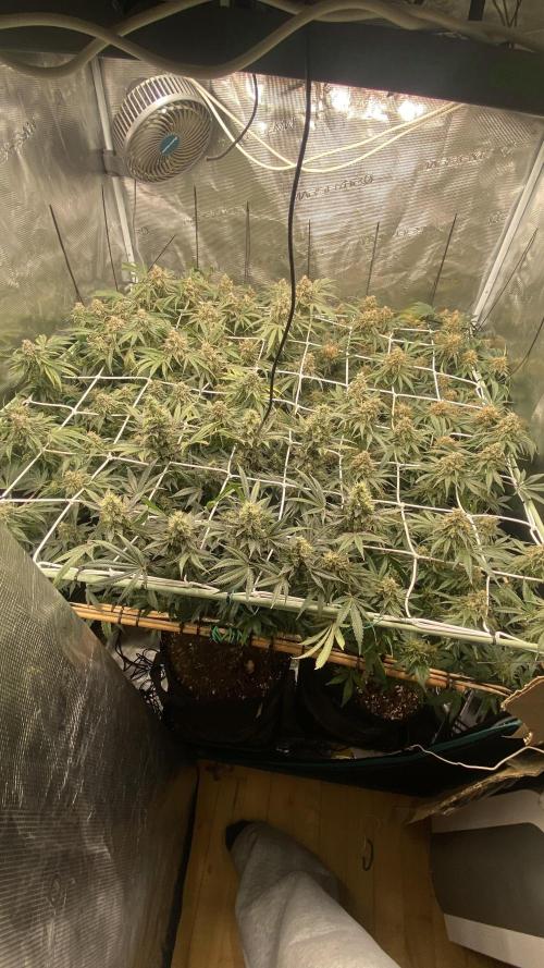 Blue Dream - Barneys farm - FC3000evo. Week 16 - day 58 - 9/1/2026