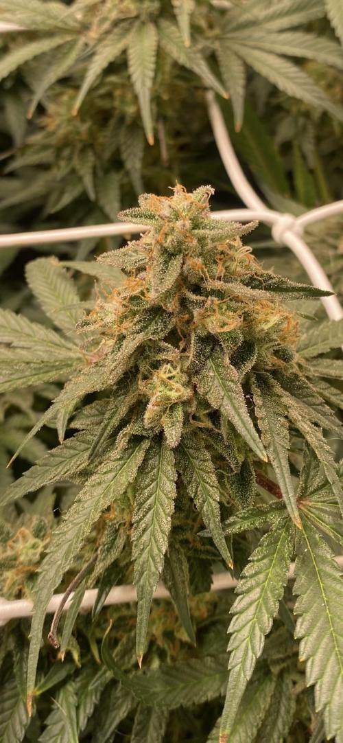 Blue Dream - Barneys farm - FC3000evo. Week 16 - day 59 - 10/1/2026