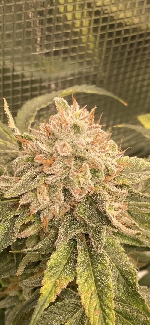 Blue Dream - Barneys farm - FC3000evo. Week 16 - day 59 - 10/1/2026