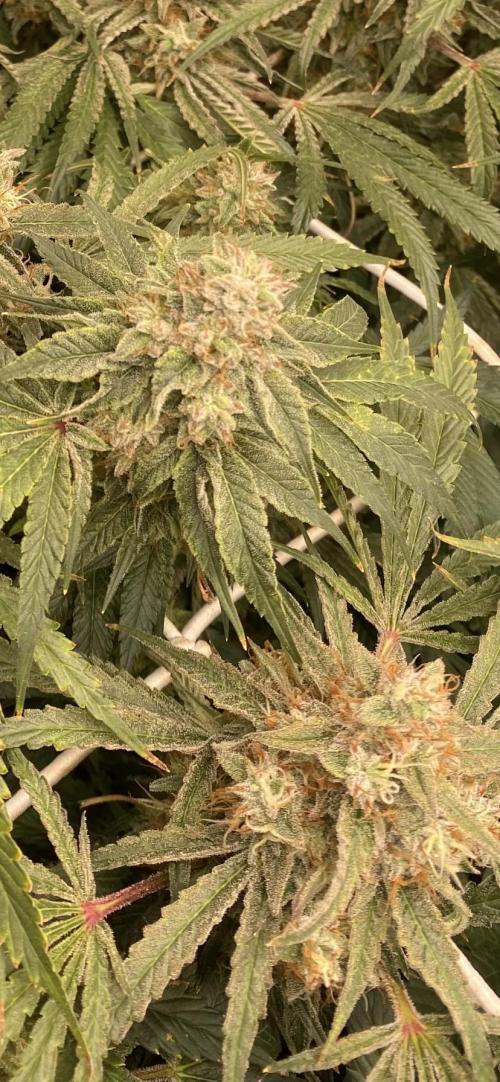 Blue Dream - Barneys farm - FC3000evo. Week 16 - day 59 - 10/1/2026