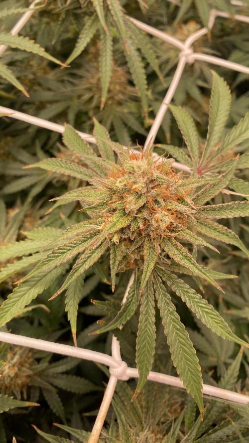 Blue Dream - Barneys farm - FC3000evo. Week 16 - day 59 - 10/1/2026