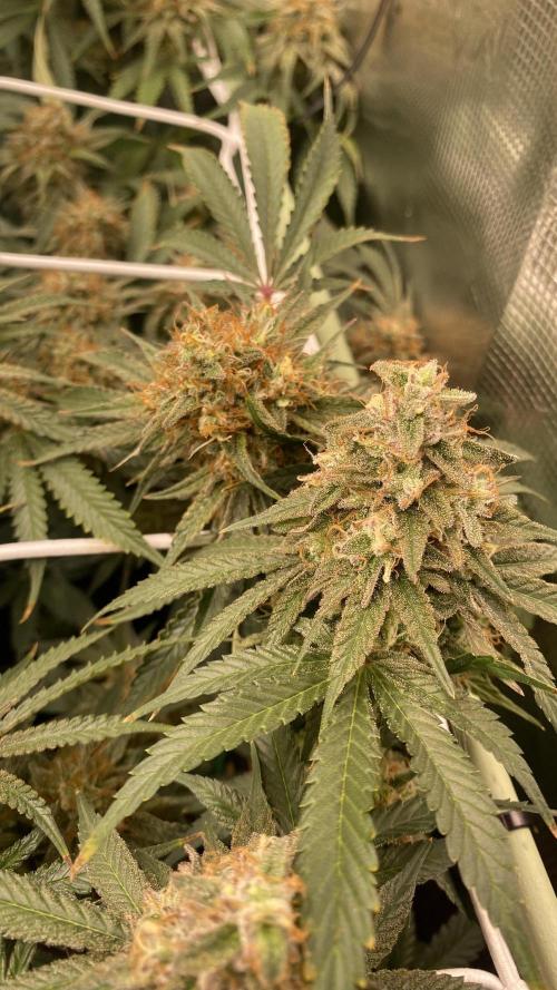 Blue Dream - Barneys farm - FC3000evo. Week 16 - day 59 - 10/1/2026