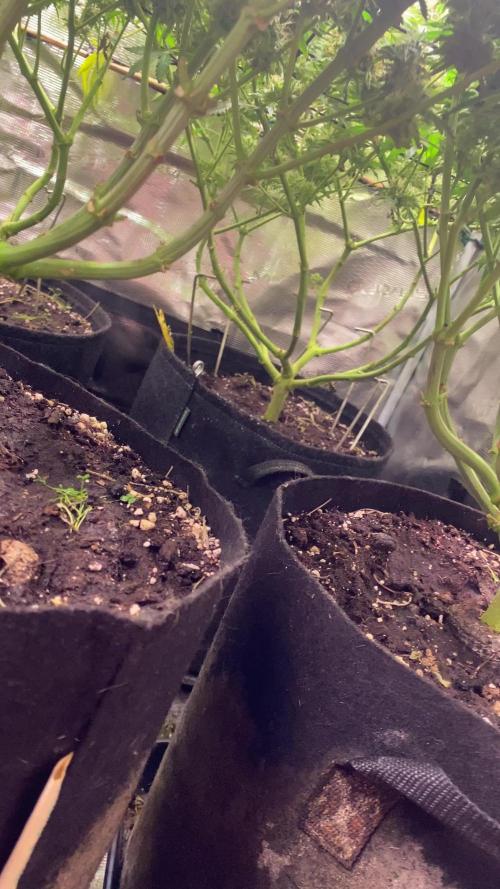 Blue Dream - Barneys farm - FC3000evo