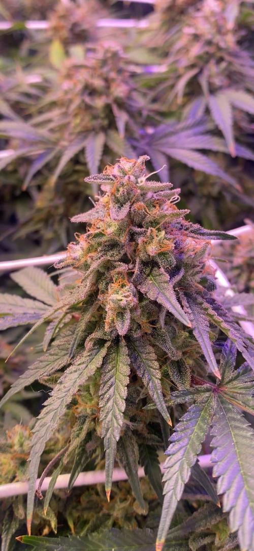 Blue Dream - Barneys farm - FC3000evo. Week 17 - day 65 - 16/1/2026