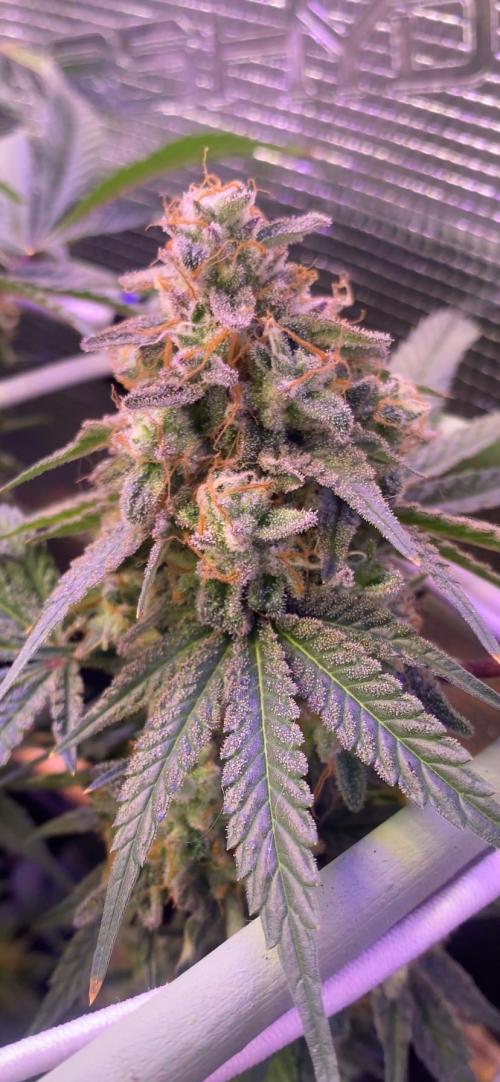 Blue Dream - Barneys farm - FC3000evo. Week 17 - day 65 - 16/1/2026