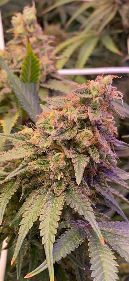 Blue Dream - Barneys farm - FC3000evo. Week 17 - day 65 - 16/1/2026