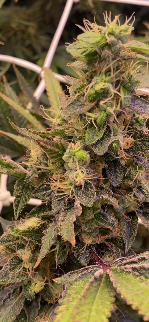 Blue Dream - Barneys farm - FC3000evo. Week 17 - day 65 - 16/1/2026