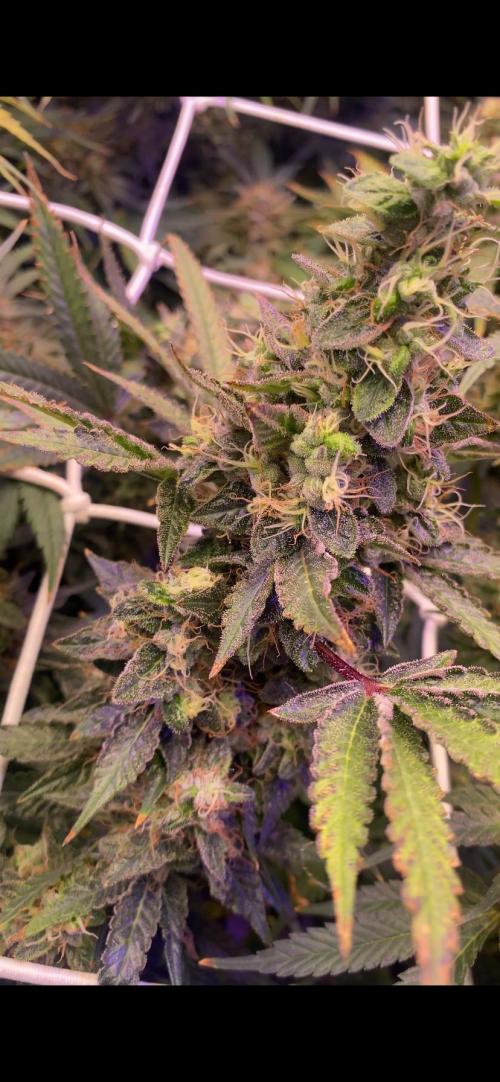 Blue Dream - Barneys farm - FC3000evo. Week 17 - day 65 - 16/1/2026