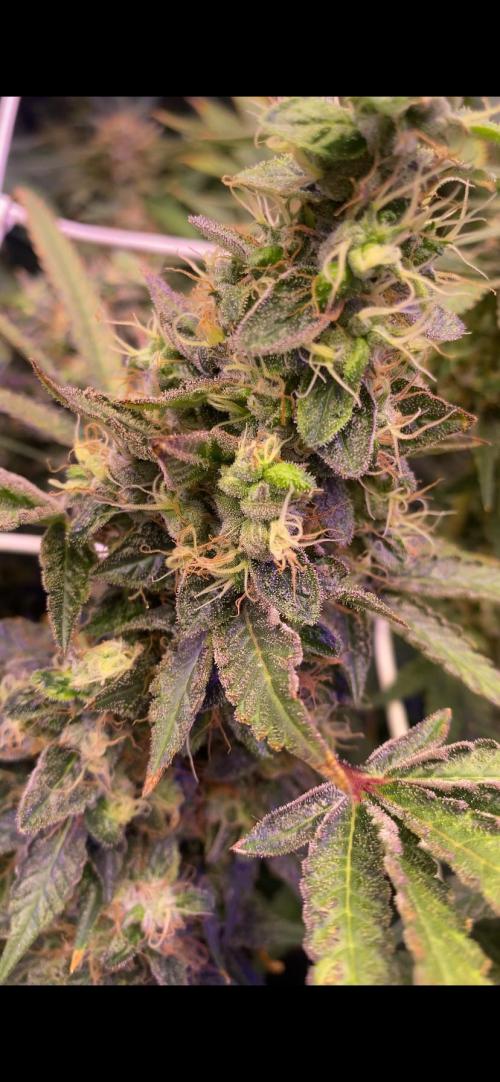 Blue Dream - Barneys farm - FC3000evo. Week 17 - day 65 - 16/1/2026