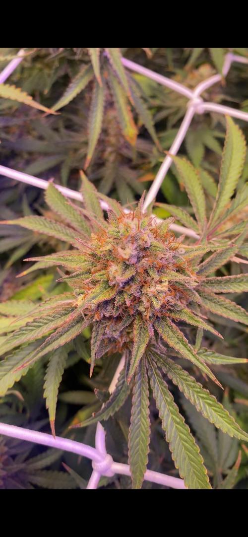 Blue Dream - Barneys farm - FC3000evo. Week 17 - day 65 - 16/1/2026