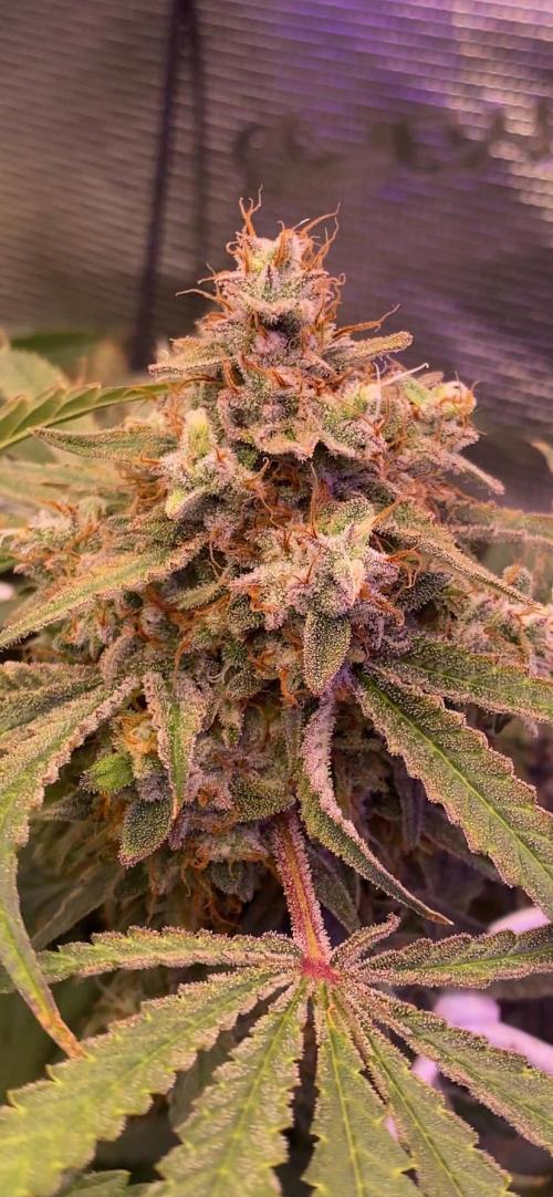 Blue Dream - Barneys farm - FC3000evo. Week 17 - day 65 - 16/1/2026