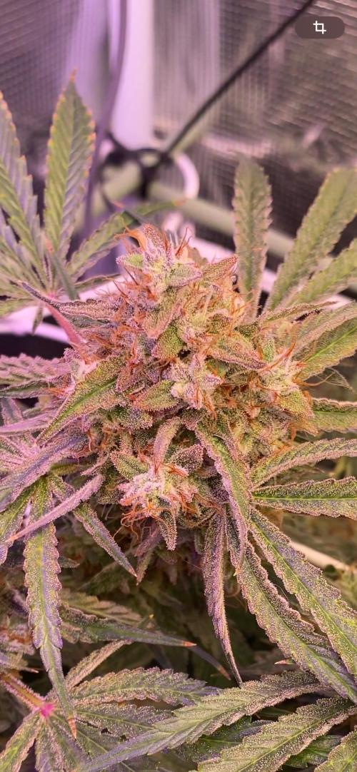 Blue Dream - Barneys farm - FC3000evo. Week 17 - day 65 - 16/1/2026