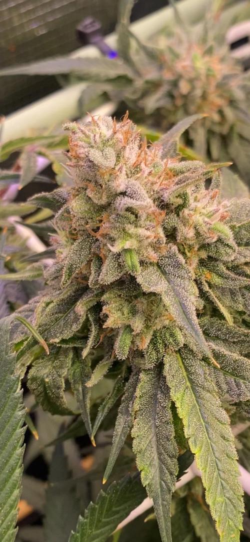 Blue Dream - Barneys farm - FC3000evo. Week 17 - day 65 - 16/1/2026