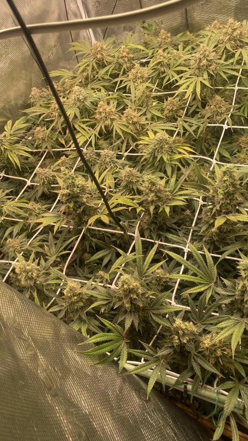 Blue Dream - Barneys farm - FC3000evo. Week 17 - day 67 - 18/1/2026