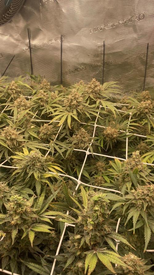 Blue Dream - Barneys farm - FC3000evo. Week 17 - day 67 - 18/1/2026