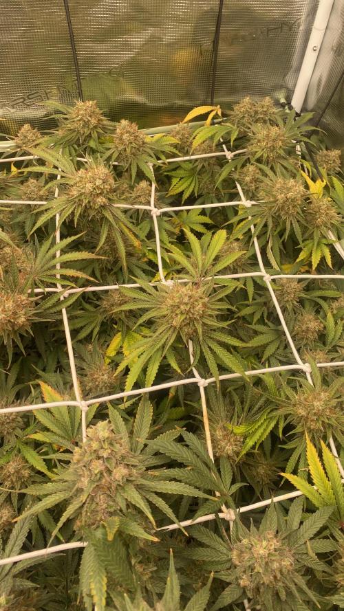 Blue Dream - Barneys farm - FC3000evo. Week 17 - day 67 - 18/1/2026