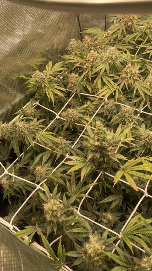 Blue Dream - Barneys farm - FC3000evo. Week 17 - day 67 - 18/1/2026