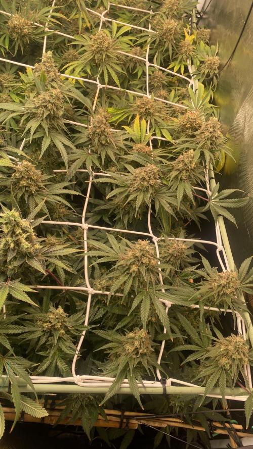 Blue Dream - Barneys farm - FC3000evo. Week 17 - day 67 - 18/1/2026